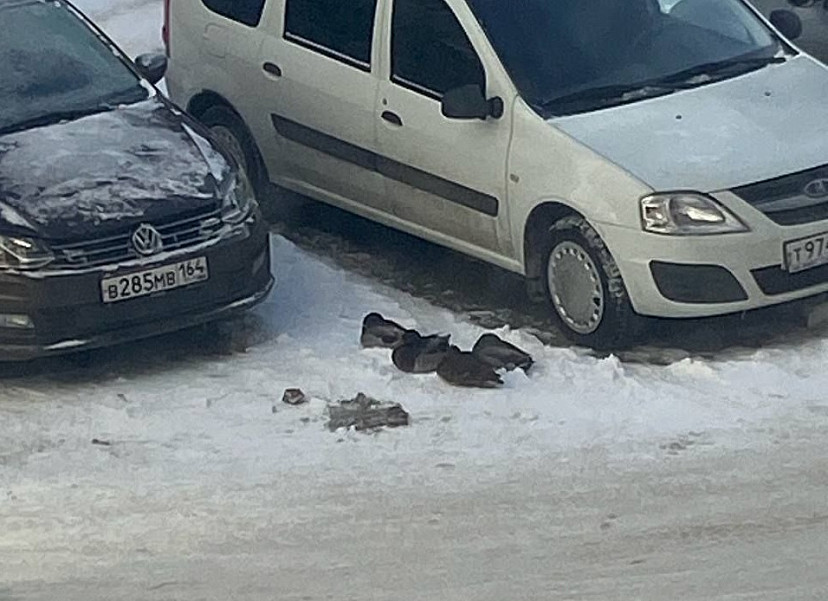 В Саратове развернули операцию по спасению уток