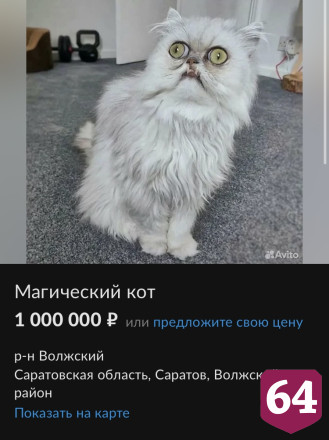 В Саратове за миллион рублей продают приносящего удачу кота