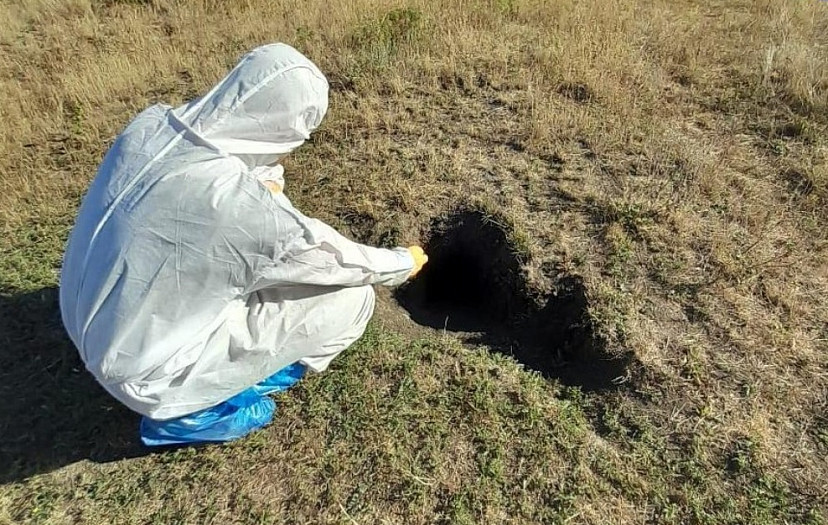 Саратовские ветеринары разложили 300 тысяч приманок с вакциной от бешенства