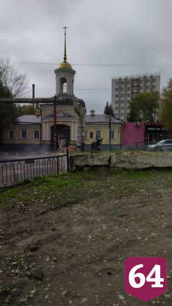 В районе Стрелки поселилась стая агрессивных собак