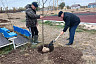 В детском лагере под Саратовом посадили липы и березы