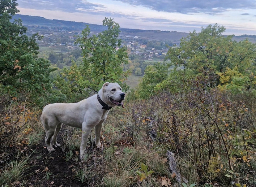 Ветеринары предупредили о пике активности клещей в Саратовской области 