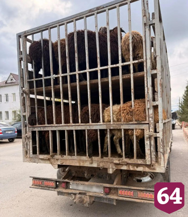 В Саратовской области задержали грузовик с 80 баранами