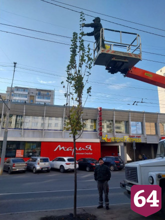 В центре Саратова высадили 87 кленов