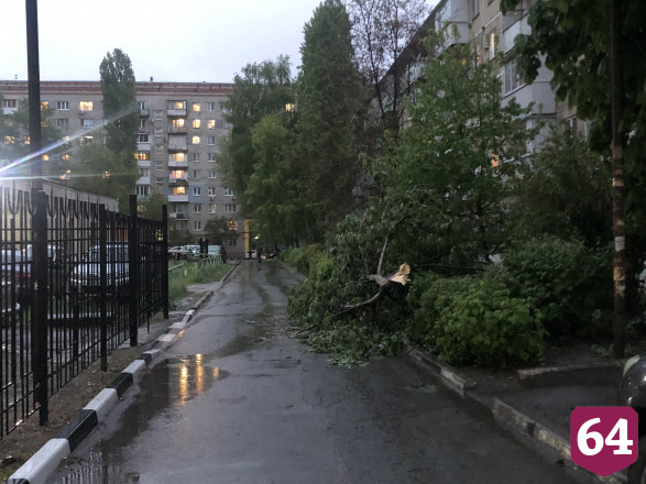 Саратовские водители попросили убрать упавшее дерево с дороги