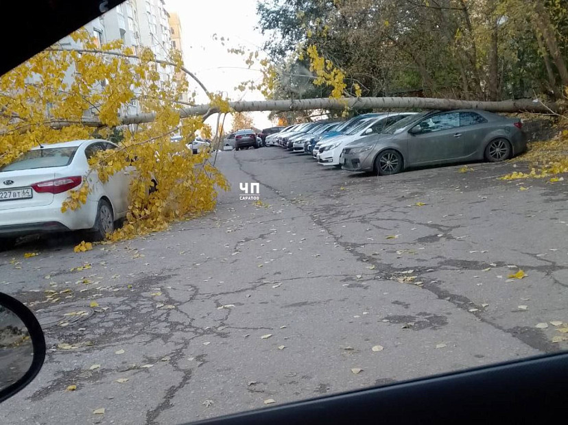 В Саратове дерево рухнуло на автомобили