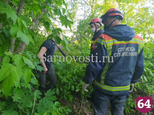 Спасатели уговорили нарушителя самоизоляции не прыгать с дерева 