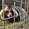 В Саратове лечат от простуды любимца живого уголка Детского парка