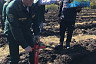 Под Саратовом высадили 2000 сеянцев сосны