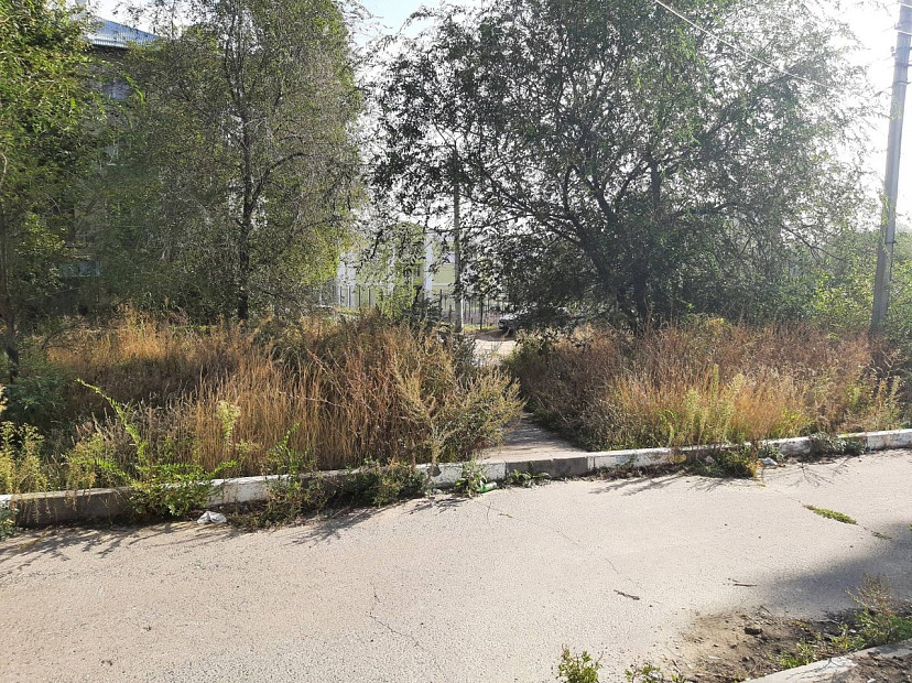 В Саратове пожаловались на заросшую бурьяном дорогу к школе 