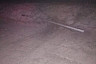 На саратовской трассе автомобиль насмерть сбил лосиху