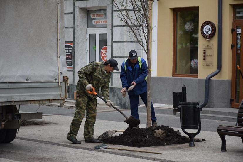 Саратовцам объяснили способ высадки деревьев на проспекте Столыпина  