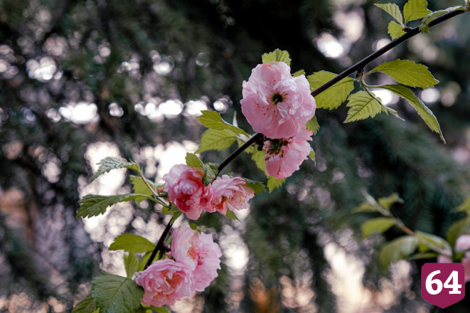 Ученые России и Казахстана высоко оценили Ботанический сад СГУ