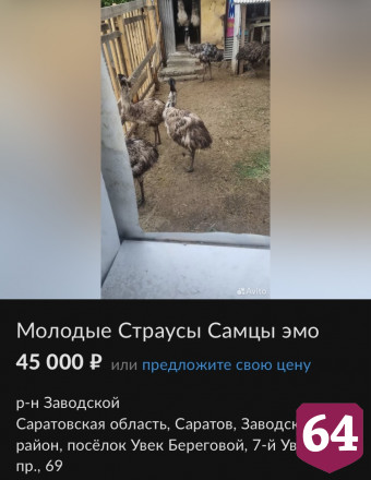 В Саратовской области продают страусов и фениксов 