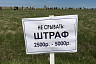 Губернатор назвал тюльпан символом саратовской земли