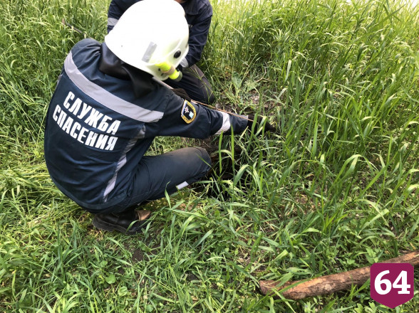 В Саратове спасатели вытащили упавшую в колодец собаку