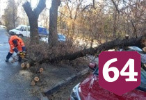 В Саратове ветер повалил деревья и остановочный павильон