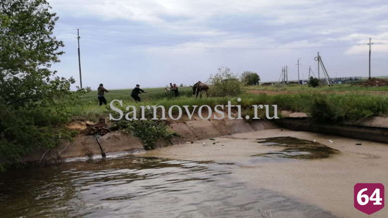 Саратовские спасатели вытащили из оросительного канала семью лосей