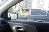 Жителям Саратова подняла настроение собака за рулем автомобиля