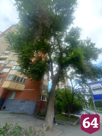 В центре Саратова упавшая ветка покалечила женщину