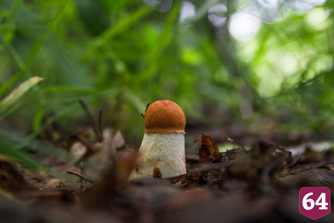 Саратовцы в грозу собрали благородные грибы  