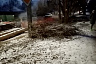 Саратовцы пожаловались на порчу деревьев коммунальщиками