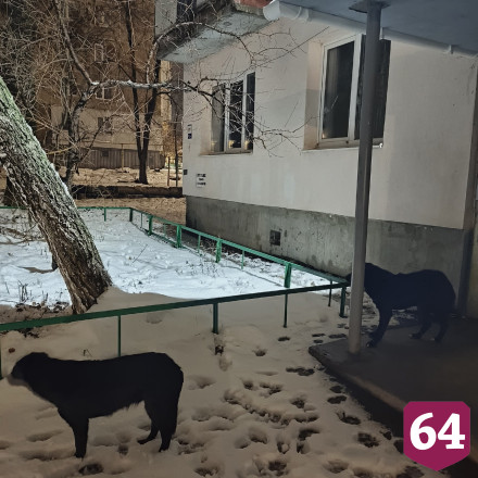 Горожанка из-за стаи собак с трудом вышла из подъезда 