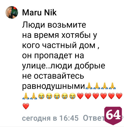 В саратовских дачах пытается спастись перепуганный пудель