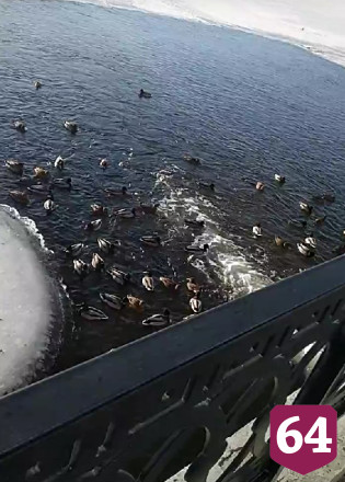 В Саратове утки развлекаются на «водной горке» набережной