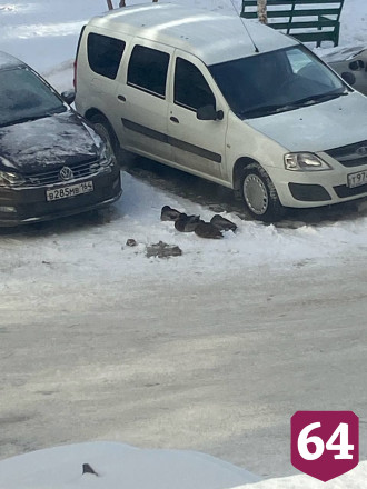 В Саратове развернули операцию по спасению уток
