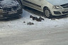 В Саратове развернули операцию по спасению уток