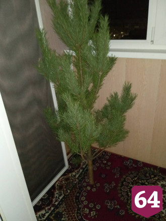 Жители Саратова объявили охоту за дешевыми новогодними елками