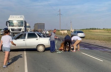 Автомобиль задавил стельную корову на трассе под Саратовом