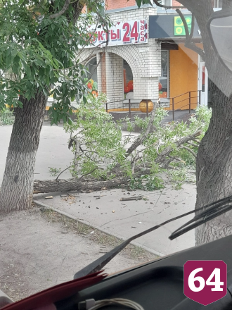 В Саратове пешеходы едва успели отбежать от упавшей ветки 