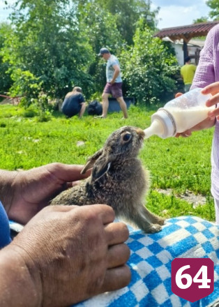 В саратовском экопарке спасут брошенных дачных кроликов