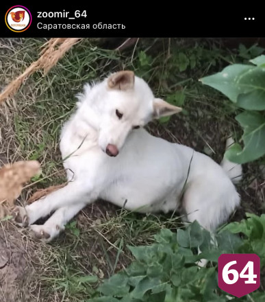 В Саратове собирают деньги для собаки с пулей в теле