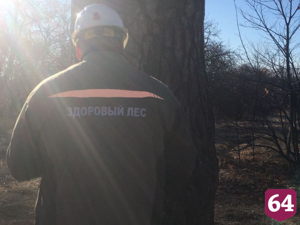 Московские специалисты заглянули внутрь саратовской сосны
