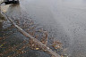 В Саратове пассажиры ждут автобусы в воде
