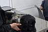Саратовцы всем миром спасли брошенного на заправке спаниеля Бимку