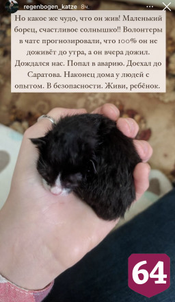 Саратовские волонтеры спасали котенка и попали в ДТП