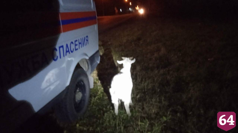 Спасатели вытащили козу из колодца под Саратовом