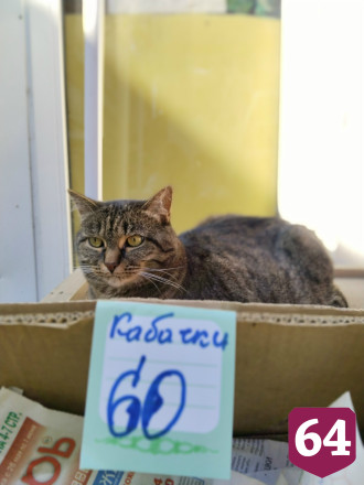 Саратовцы жалеют погибшего в горевшем рынке кота