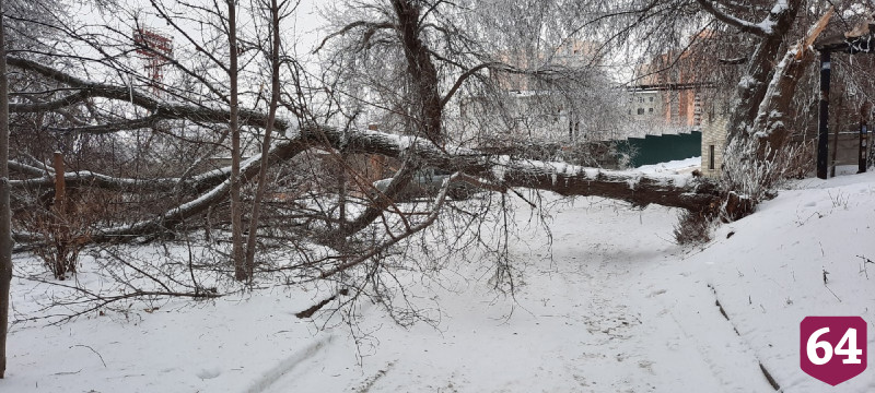 В Саратове рухнувшее дерево перегородило дорогу