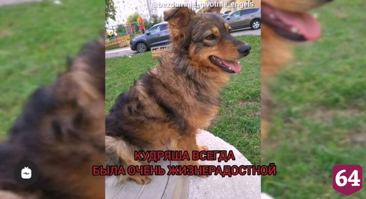 Саратовские полицейские за год не нашли растерзавшего собаку живодера 