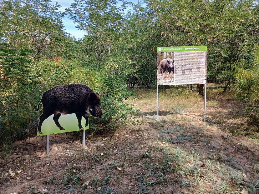 В Саратовской области устроят орнитологическую фотоохоту 