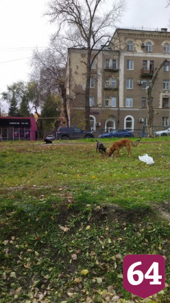 В районе Стрелки поселилась стая агрессивных собак