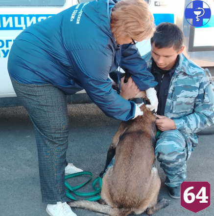 Полицейская овчарка пришла на вакцинацию к саратовским ветеринарам