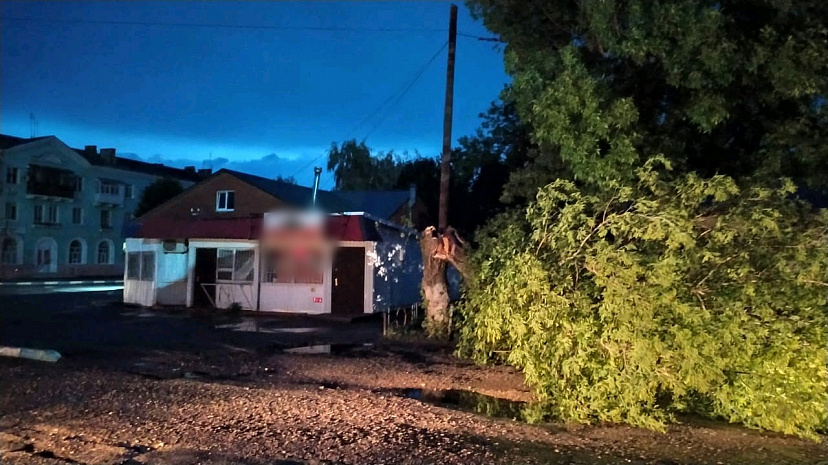 Порыв ветра повалил дерево на 15-летнюю школьницу 