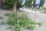 В центре Саратова упавшая ветка покалечила женщину