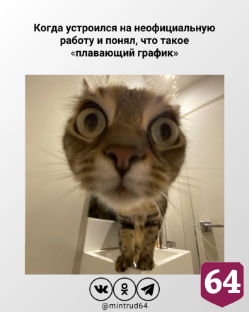 Котики из мемов назвали саратовцам минусы неофициального трудоустройства 